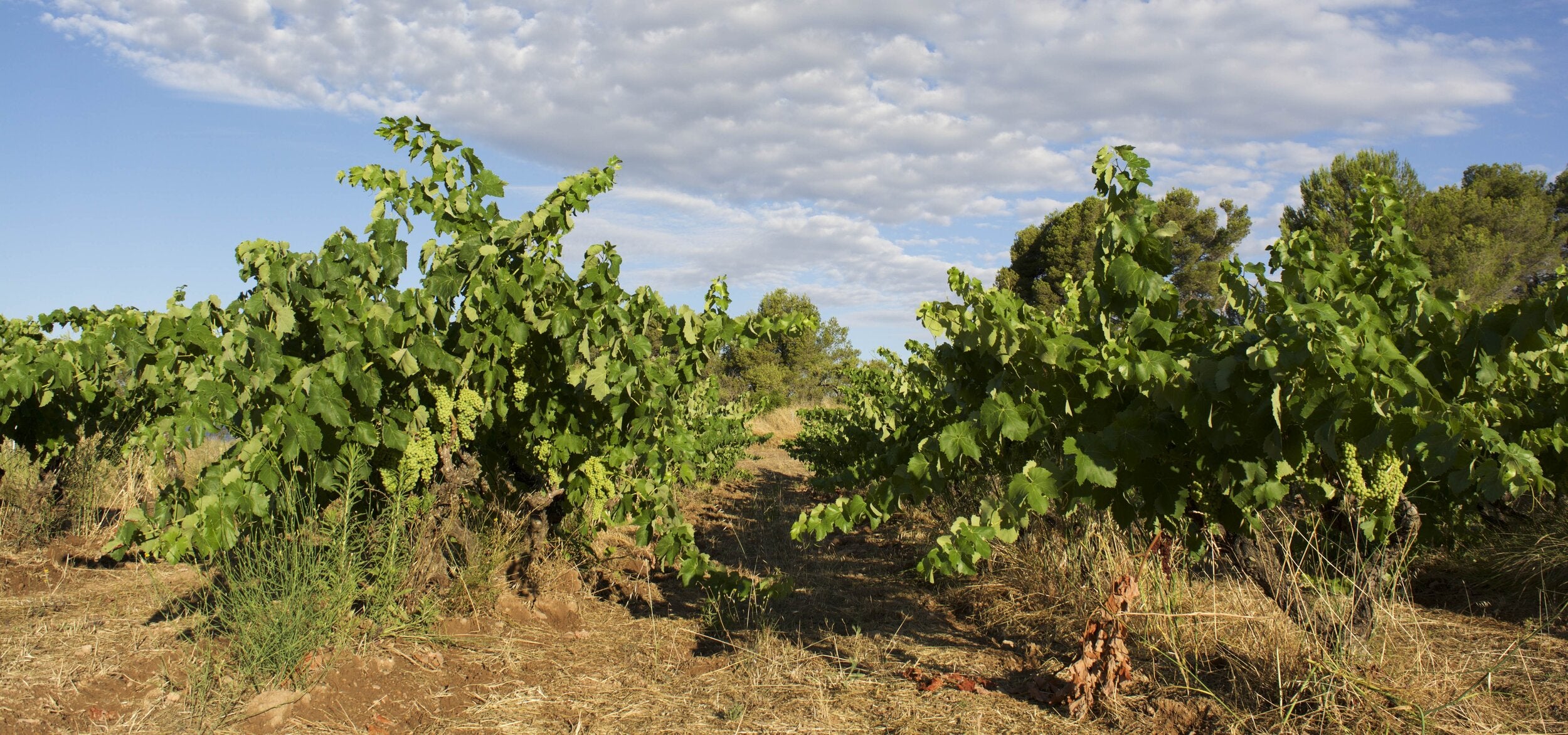 Chevalier Wines walk-in tasting at Chenin 🐎